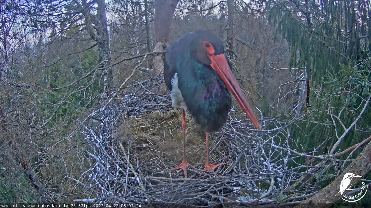 Melnais stārķis (Ciconia nigra) Siguldas novadā - LDF tiešraide 10-7-54 screenshot