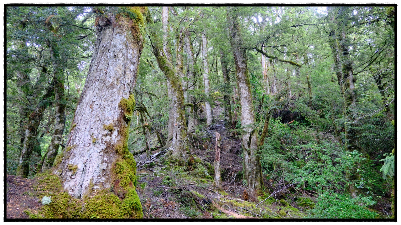 Mt Aspiring NP – Brewster hut & glacier (febrero 2026) - Escapadas y rutas por la Nueva Zelanda menos conocida (2)