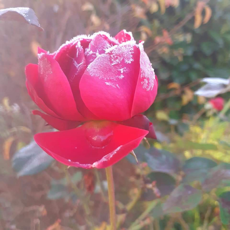 FB-IMG-1700723527234