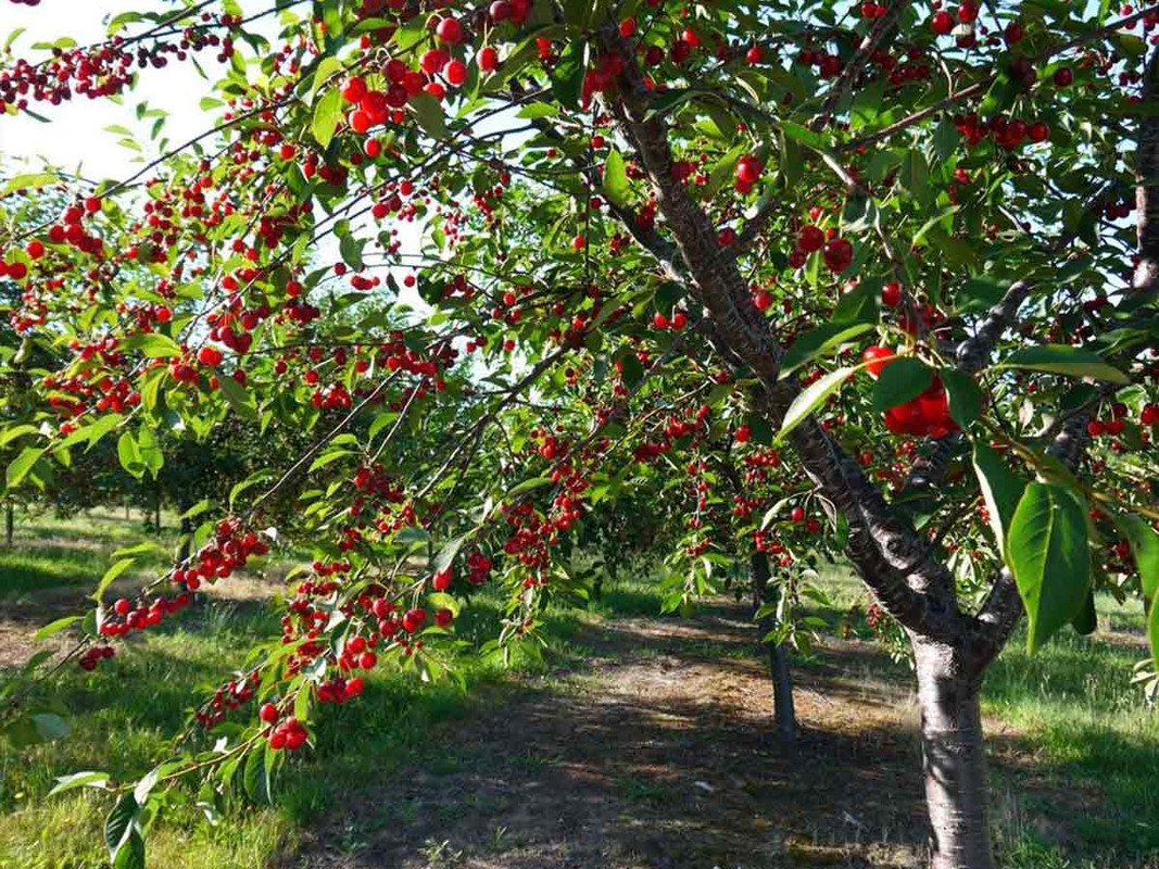 Лучшие времена года для посадки грушевых деревьев