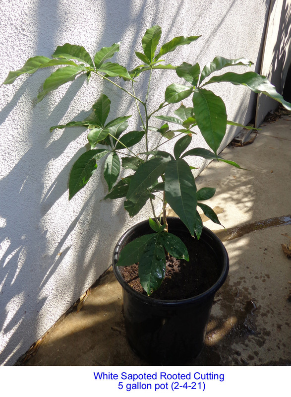 White-Sapote-Rooted2