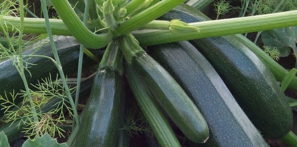 Кабачок Сальвадор