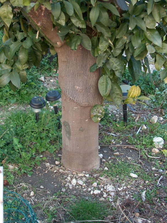 GrapefruitFrance2
