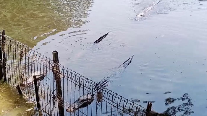 Buaya-buaya menuju ke pinggir rawa setelah dipanggil seorang pawang satwa di Australia Reptile Park, Kamis (31/10/2019).
