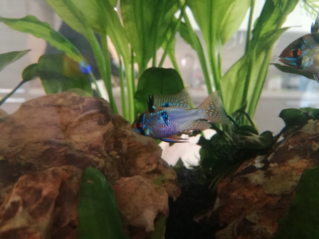 femmina 2 (dubbio) (2)