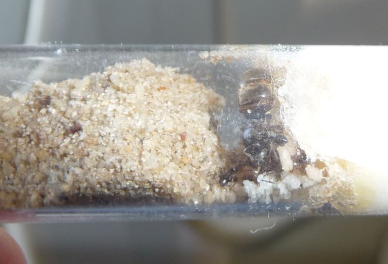 1009-Lasius.jpg