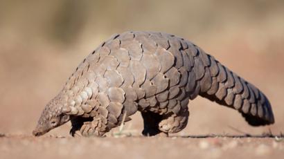 [Image: coronavirus-pangolin.jpg]