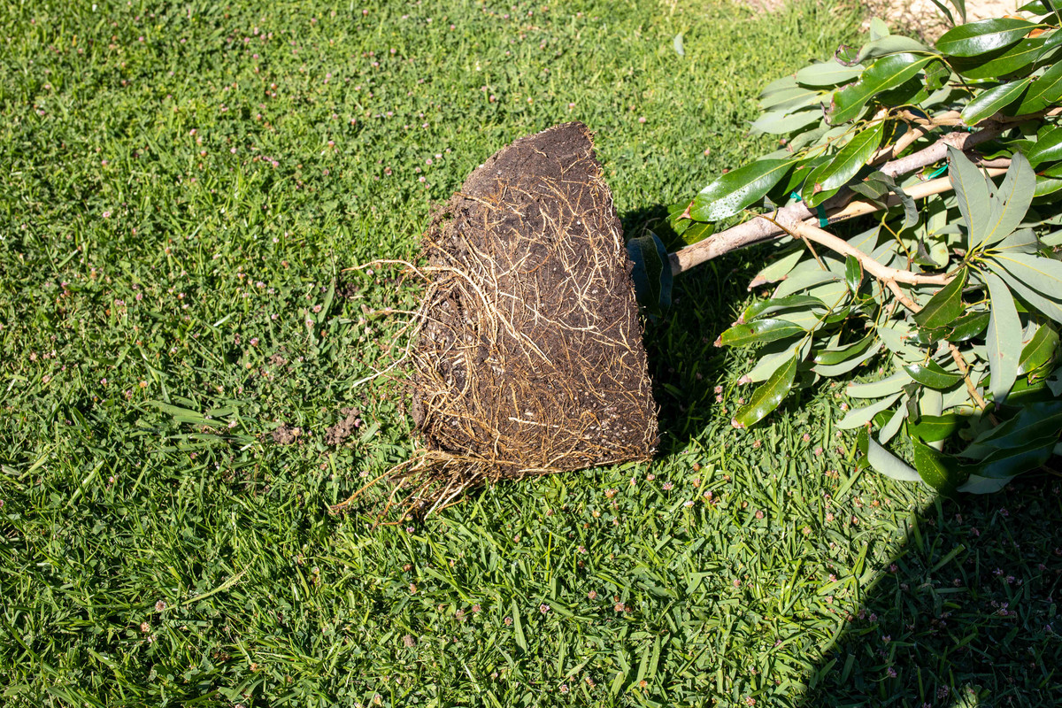 8U1A2946  Mauritius Lychee Lower Rootball Prior to Planting (8-10-2020)