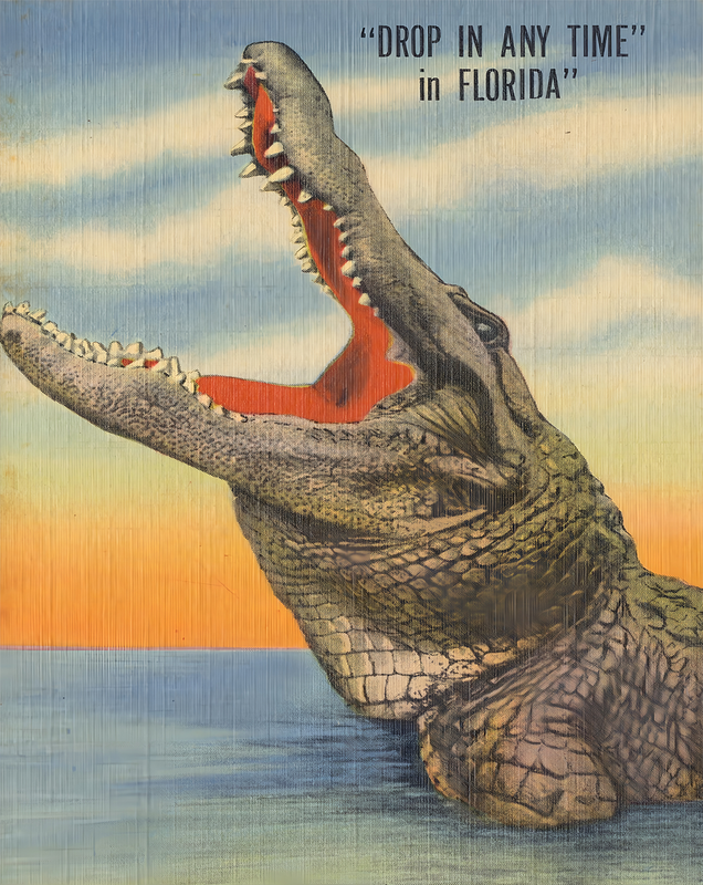 Florida Alligator Travel Decor Print Poster Wall Art  12X16/16X20/18X24/24X36