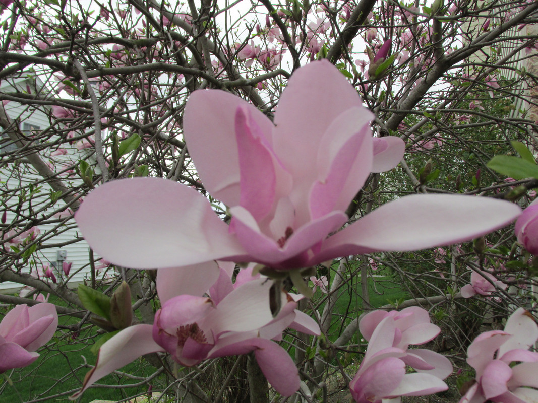 Lawn and Gardens 04.19.2019  (7)