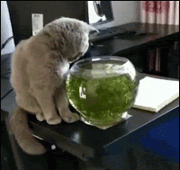 Hilarious-Cat-GIF-Disaster-Clumsy-cat-wants-to-catch-fish-in-fish-bowl-but-fails-miserably.gif