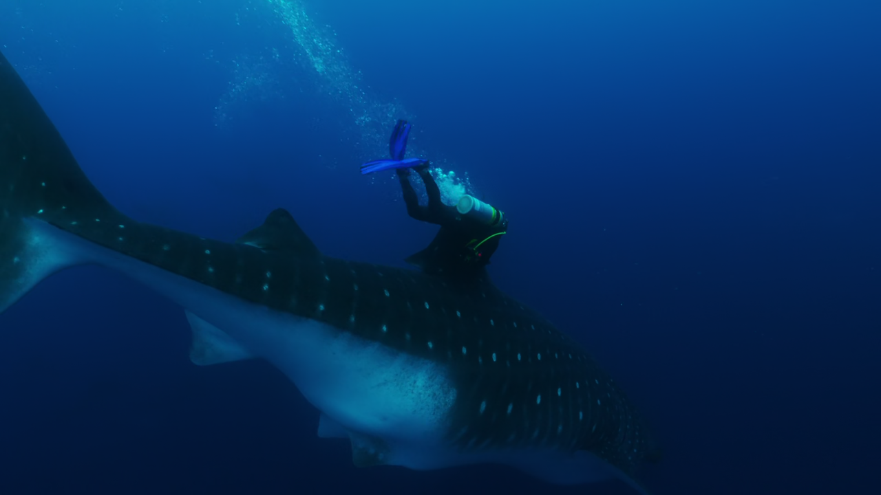 Blue.Planet.II.S01E07.1080p.AMZN.WEB-DL.x265.10bit.EAC3.6.0-Qman