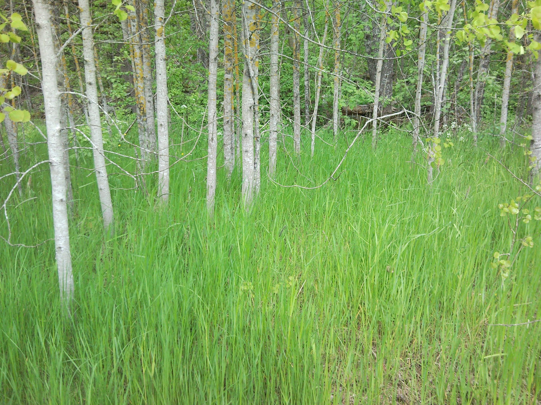 2015-06-07 @12-04-49 - metsäpelto