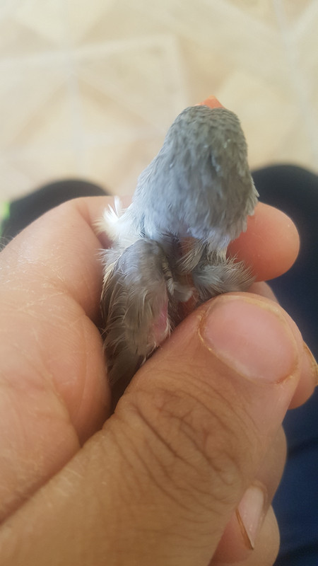 ٢?١٩?٦١١_١٥?٢٣١