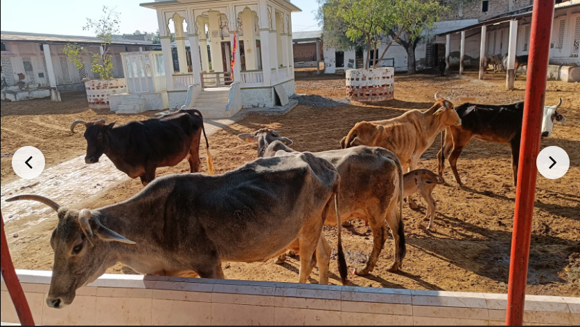 श्रीकृष्ण गोशाला रामगढ़ में गोपाष्टमी महोत्सव 30 अक्टूबर को
