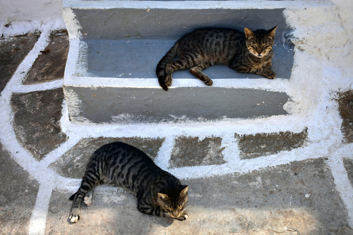 Δρυοπίδα (19)