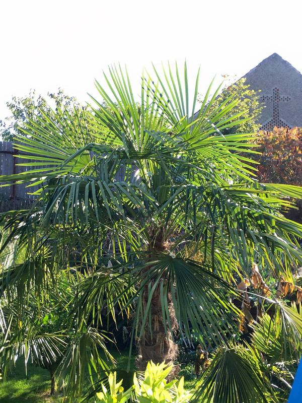 Trachycarpus fortunei, část 2 - Stránka 12 43059015_1850646818317805_8136838266943963136_o