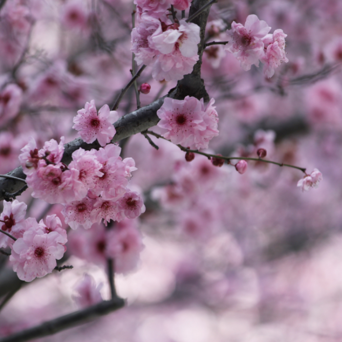 sakura-tree.png