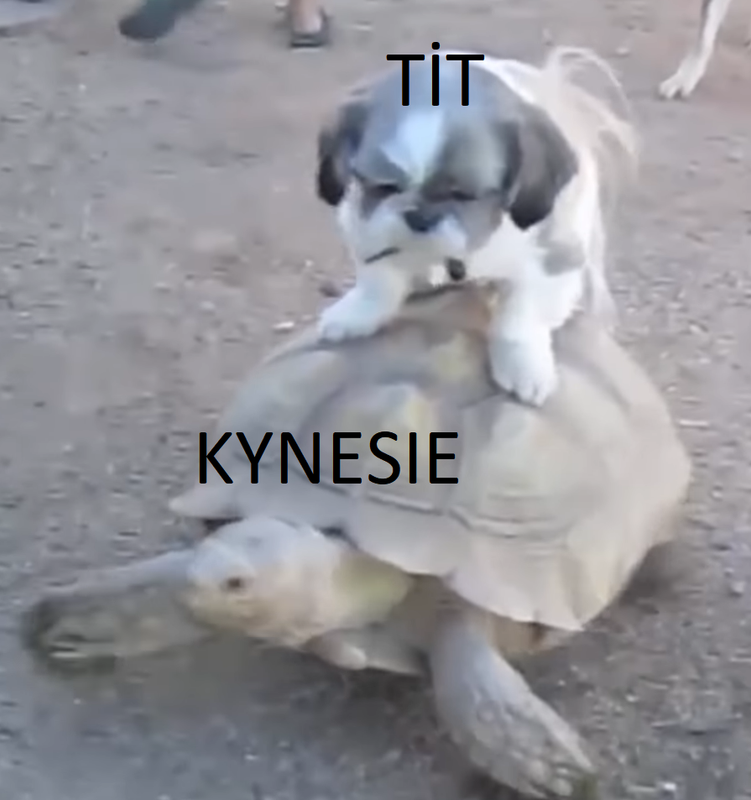Kynesie