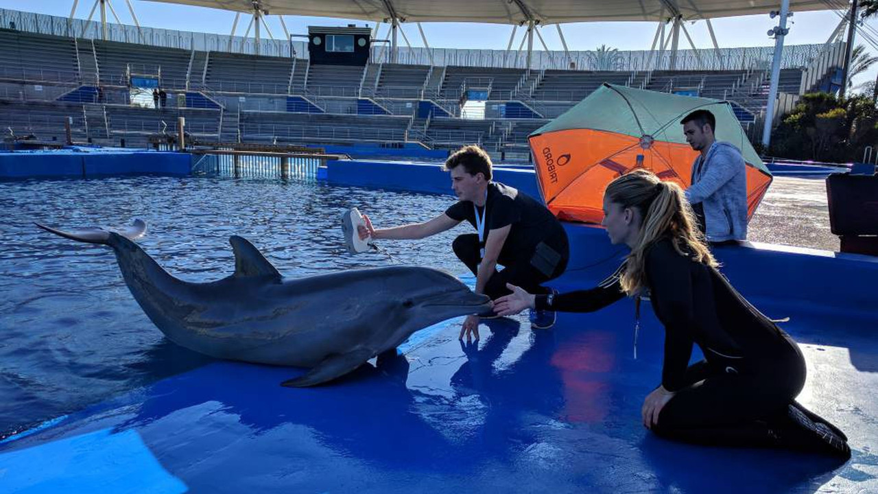 México prohíbe shows con animales marinos; podrán ser usados para investigación