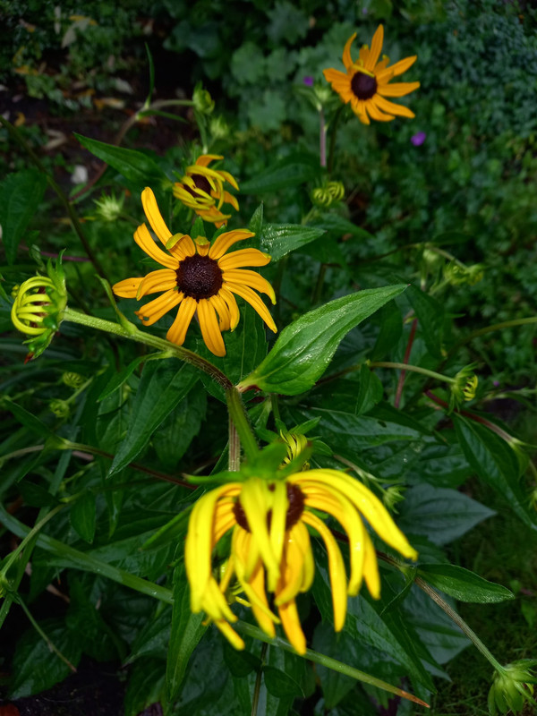 Rudbeckia1.jpg