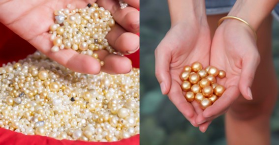 How Do Oysters Make Colored Pearls