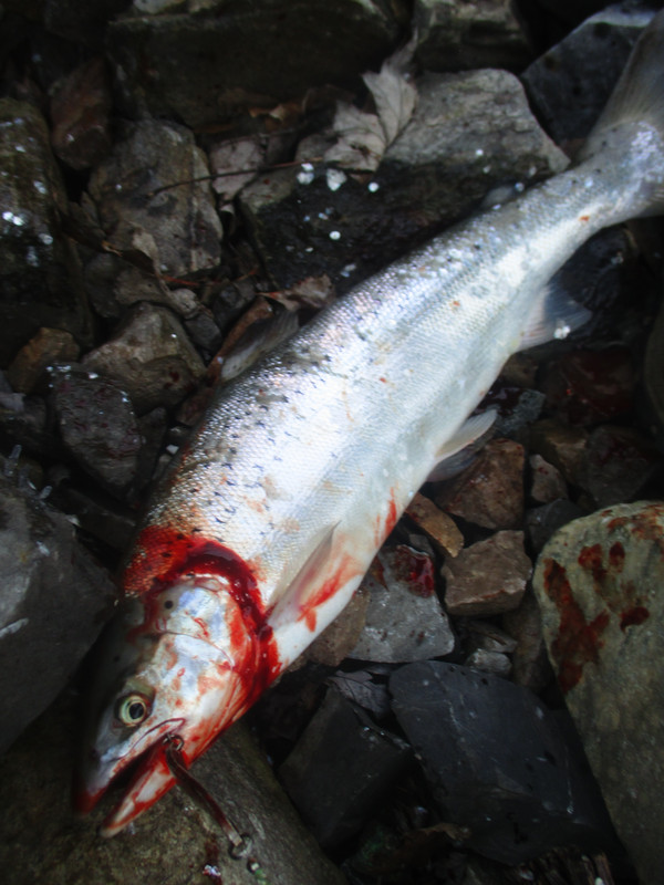 25 inch steelhead bay may 4th 2019 001