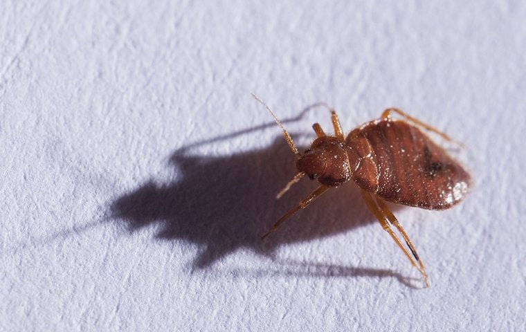 bed-bug-6.jpg
