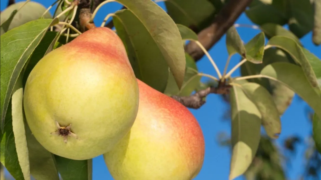 Huerto en casa: 3 árboles frutales que puedes sembrar en primavera