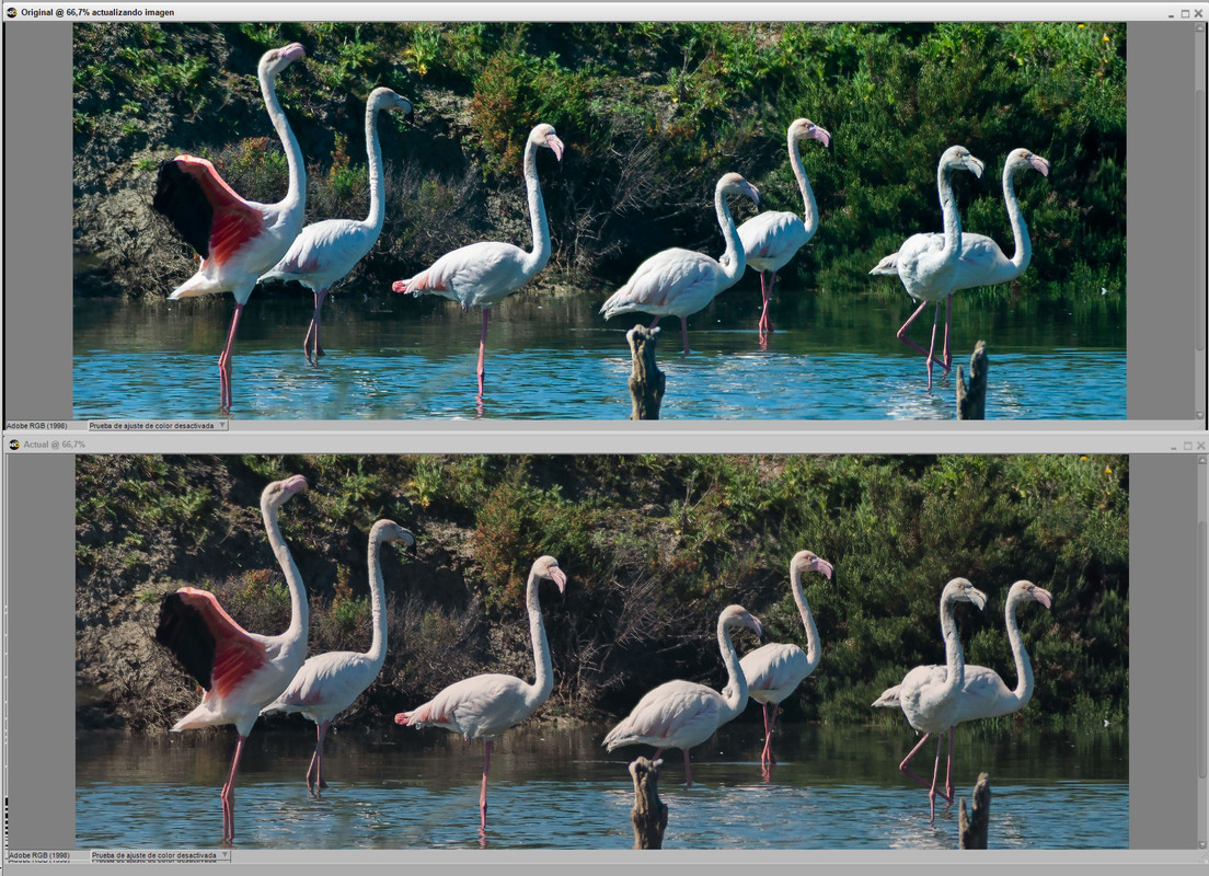 Flamencos.jpg