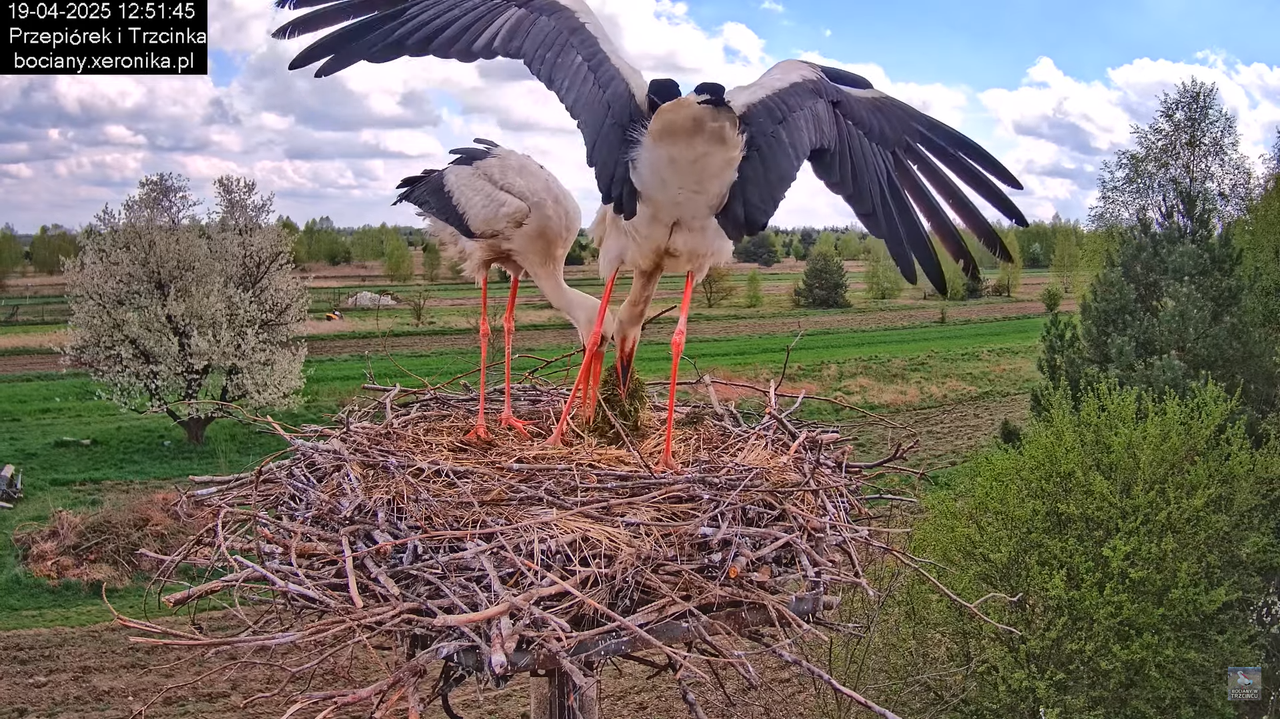 19042025bociany17