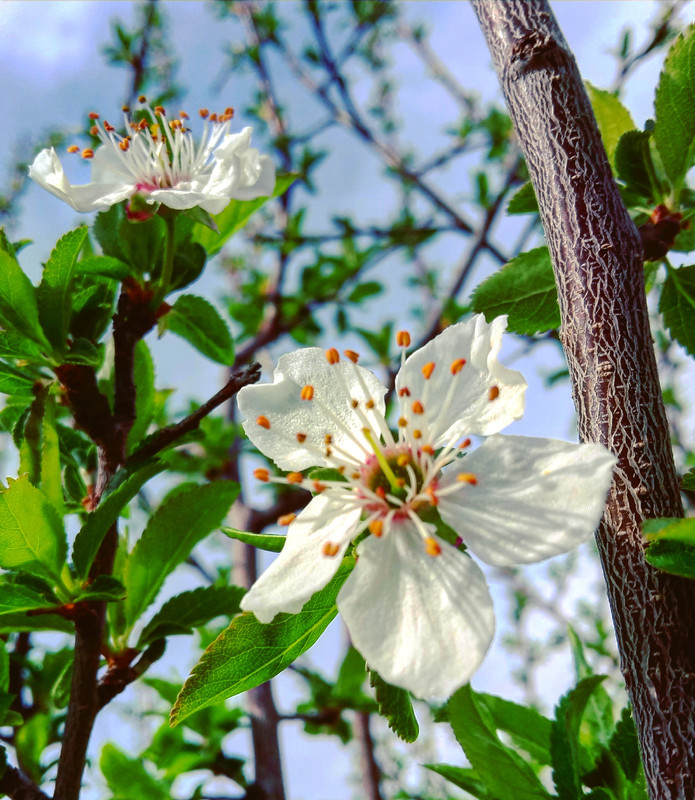 IMG_20170320_180119_926