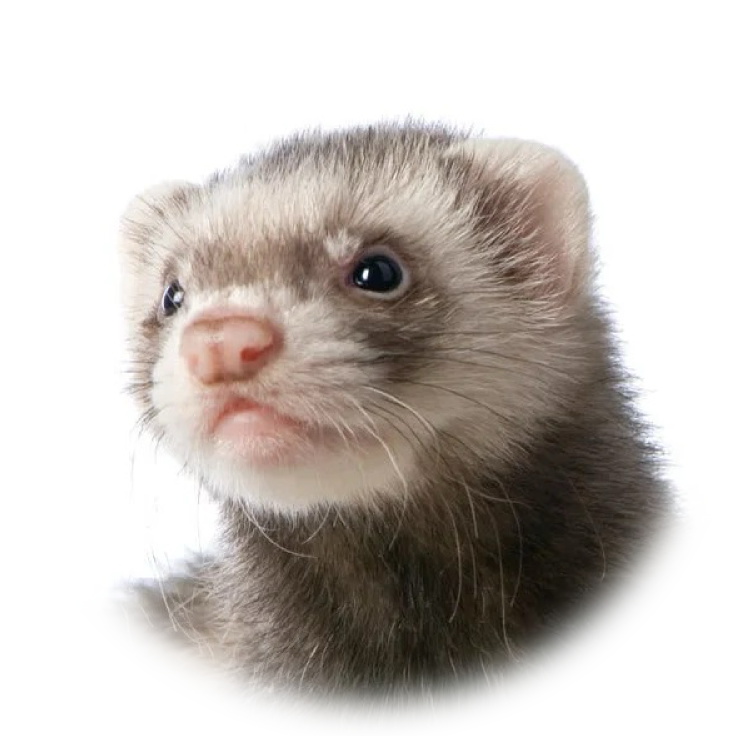 ferret