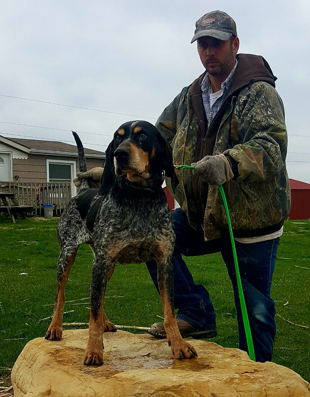 ukc bluetick coonhound