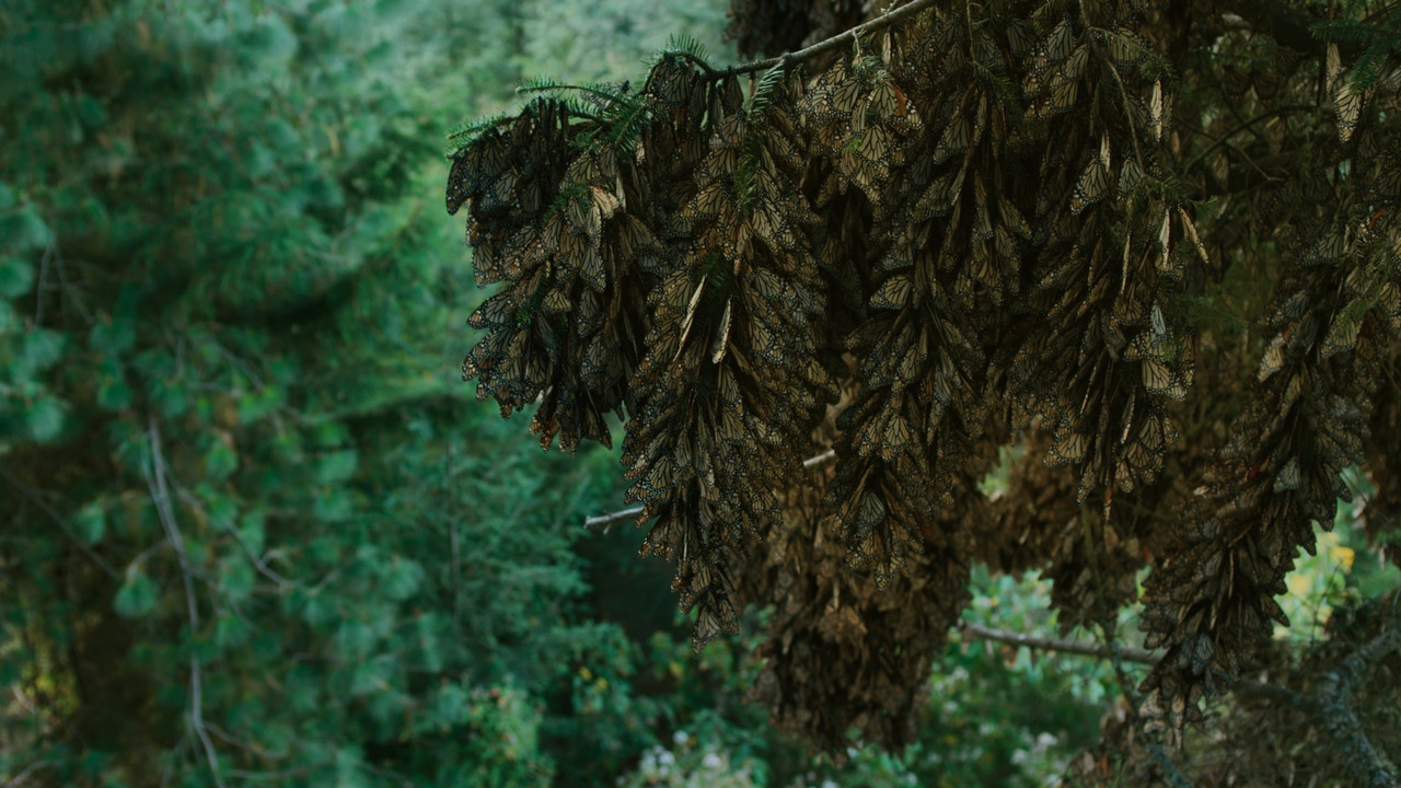 Flight of the Butterflies 2012.mkv_snapshot_29.49_[2018.01.14_06