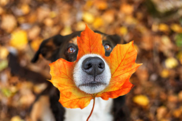 istockphoto-1346161740-612x612.jpg