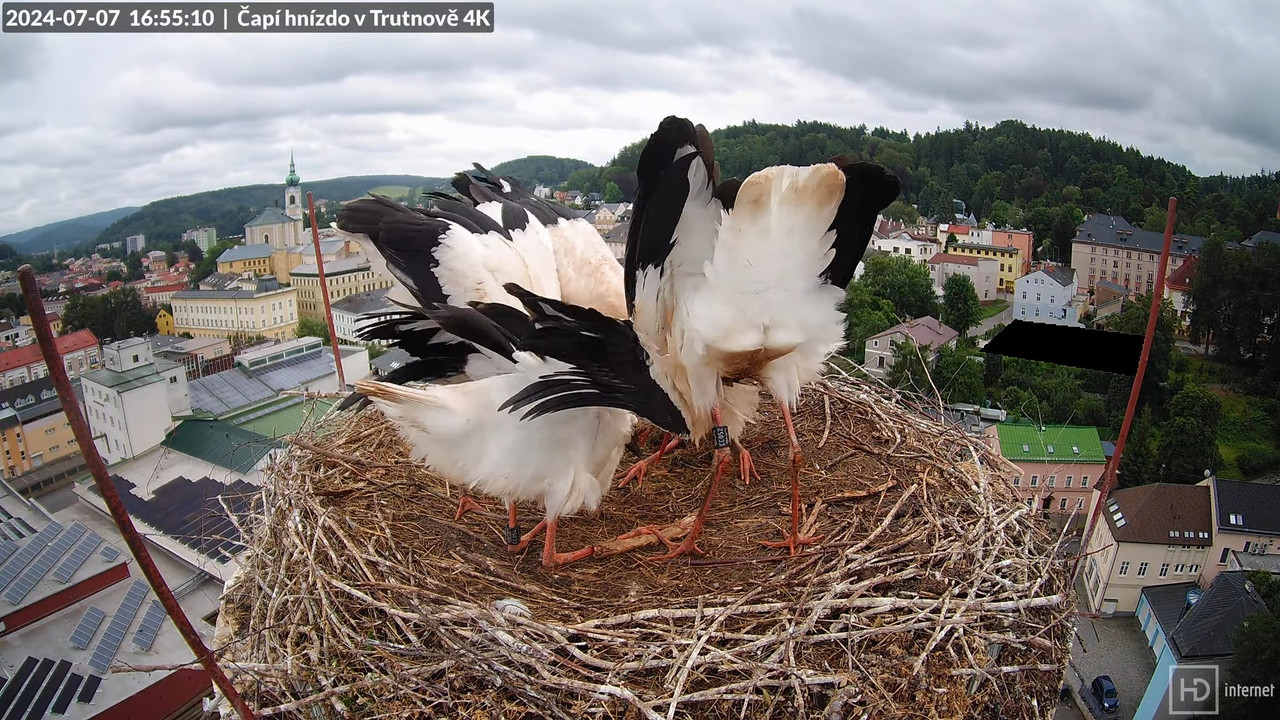 Tiešraidē no stārķa ligzdas uz alus darītavas skursteņa Trutnovā 17-18-59 screenshot