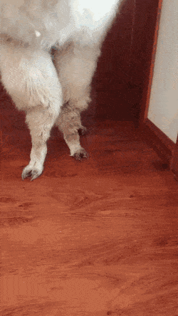 daily-gifdump-3351-12.gif