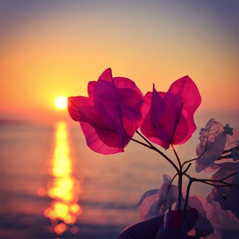 An den Beitrag angehängtes Bild: https://i.postimg.cc/7ZZPxfj5/f49f34ec70c5630308ac751c6f46e895-science-nature-sunrisesxxxxxxxx.jpg