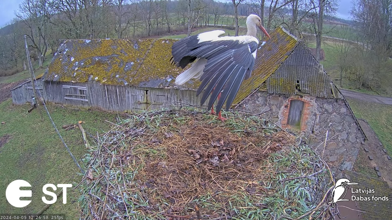 Baltie stārķi (Ciconia ciconia) Tukuma novadā - LDF tiešraide __ White storks in Tukums, Latvia 2-18