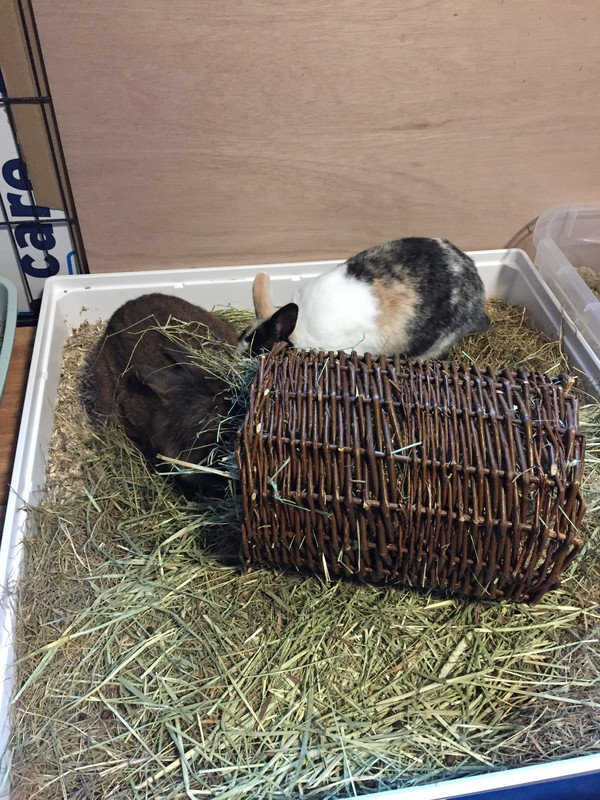 Samen-Wilgenrol.jpg