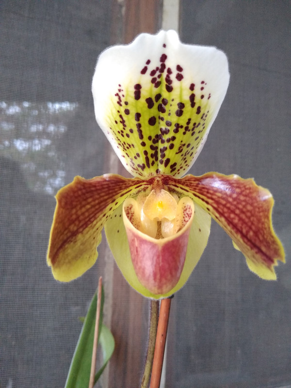 IMG_20191112_083057513