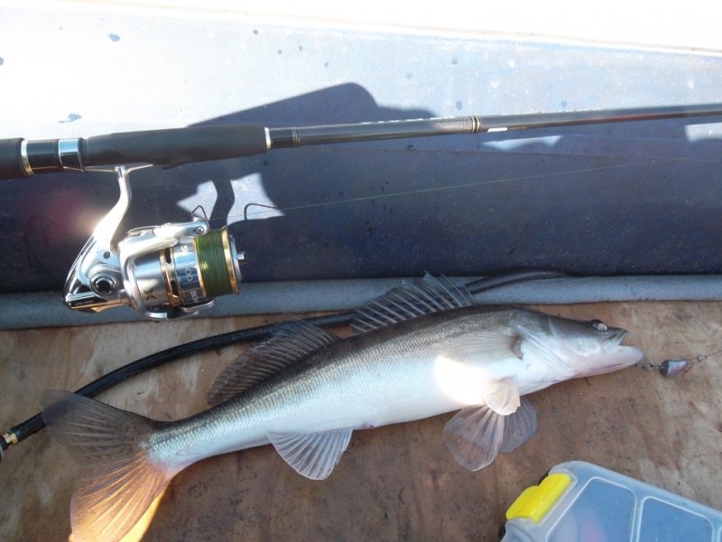 4 3 13 Shimano Biomaster SW PG Graphitleader Vivo EX  джиг мастер-класс Куляпин Андрей