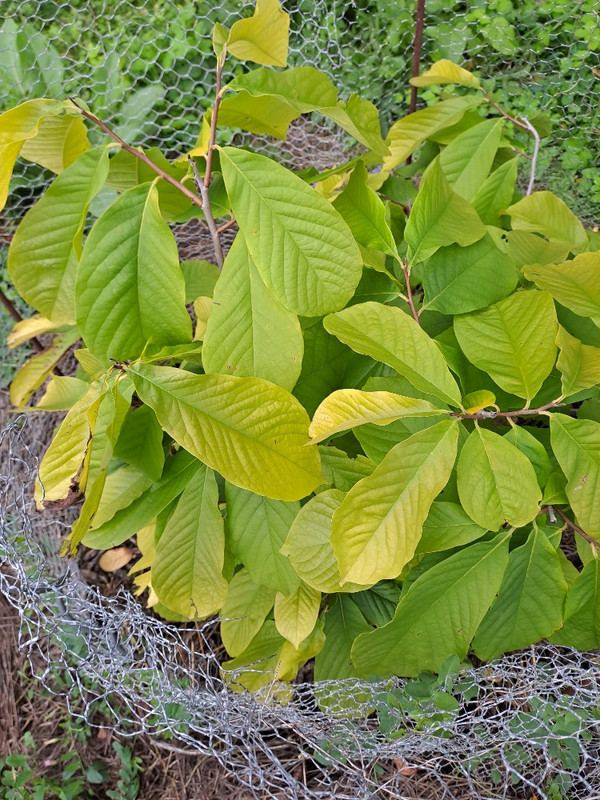 Prima1216_250726