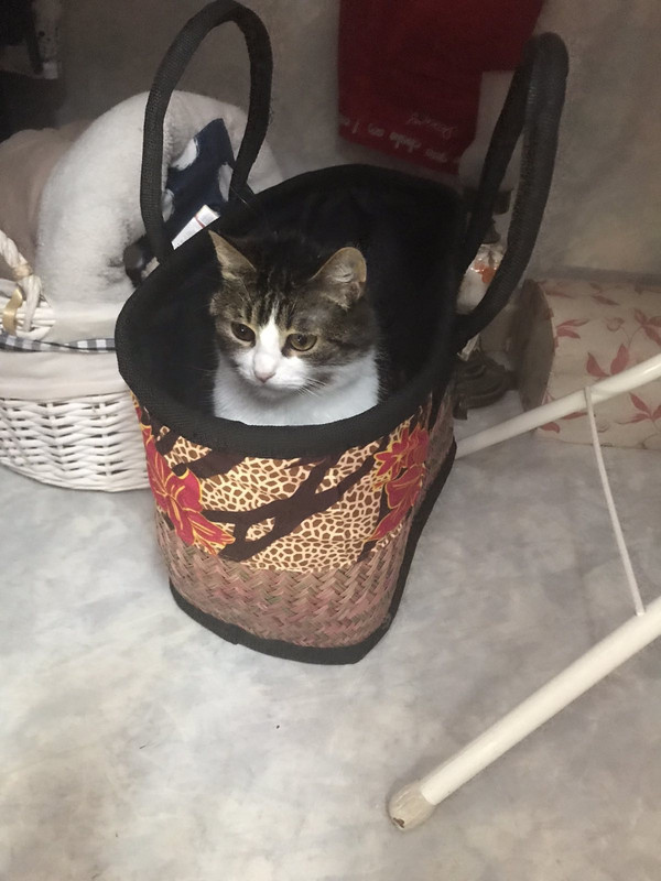 F3DF3313-0EBC-4EEE-9933-93E3266A7981