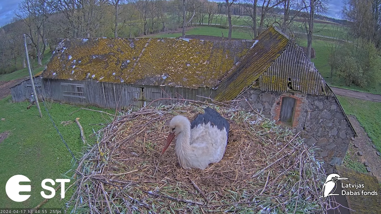 Baltie stārķi (Ciconia ciconia) Tukuma novadā - LDF tiešraide __ White storks in Tukums, Latvia 9-34