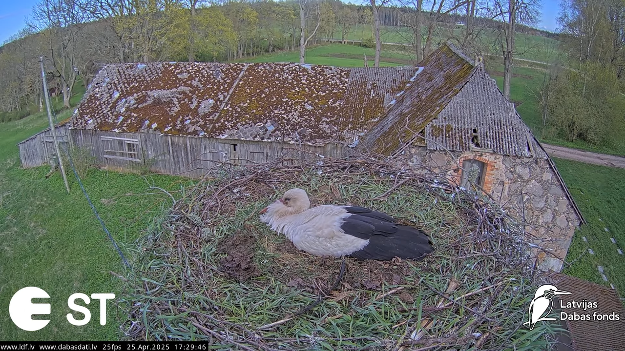 (27) Baltie stārķi (Ciconia ciconia) Tukuma novadā __ White storks in Tukums, Latvia - YouTube - 935