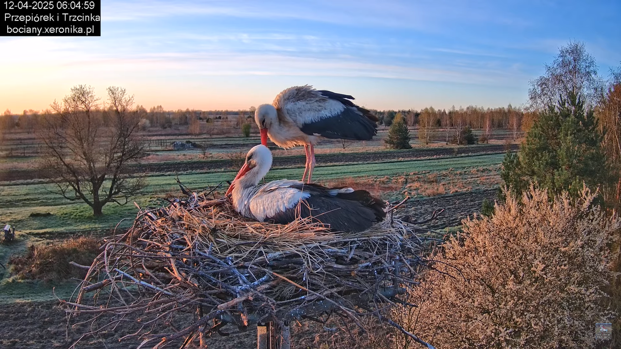 12042025bociany2