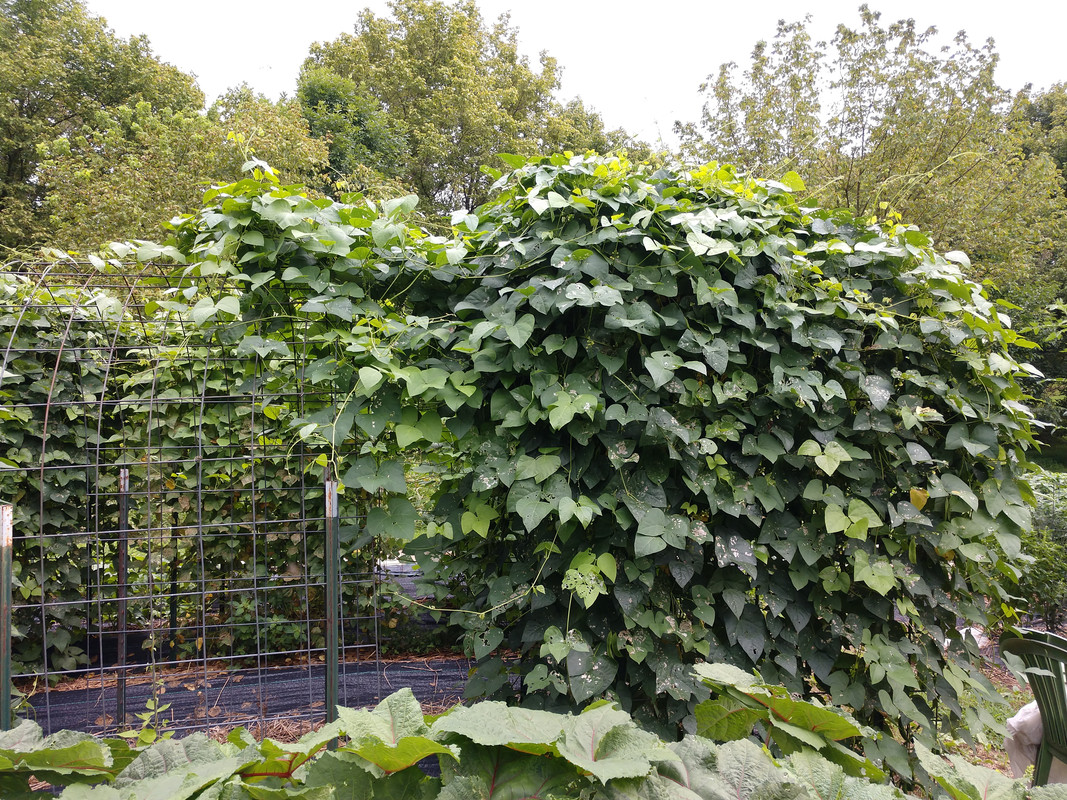 R34 AL Blackeyed Butter IMG_20200816_151214647