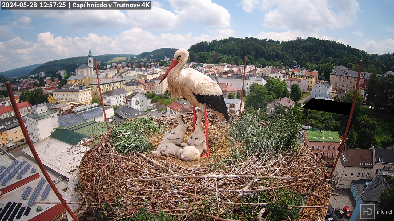 Živě z čapího hnízda na pivovarském komíně v Trutnově 9-4-46 screenshot